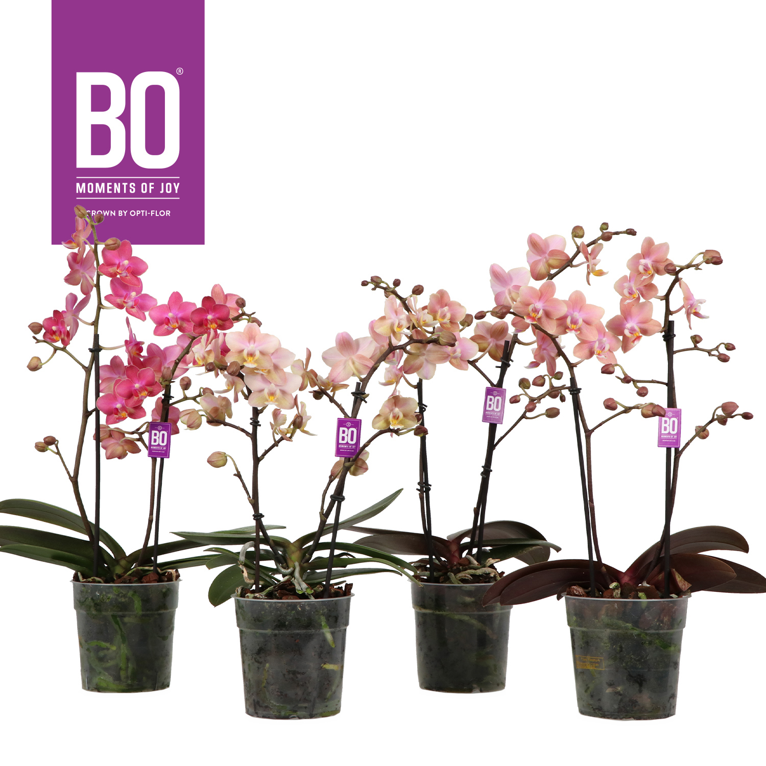 Горшечные цветы и растения оптом Phal 2st Aroma Bo (opti) от 6шт из Голландии с доставкой по России