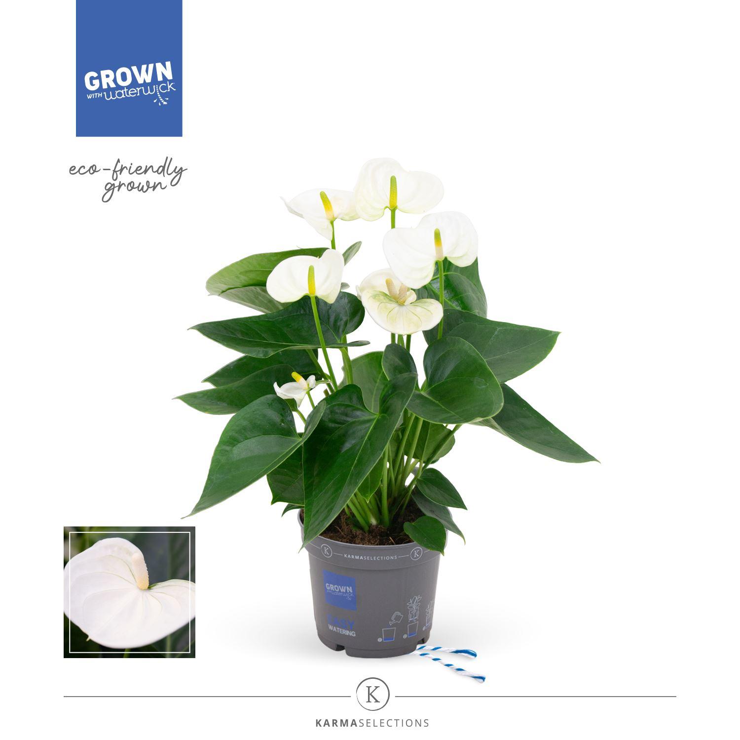 Горшечные цветы и растения оптом Anthurium karma White от 6шт из Голландии с доставкой по России