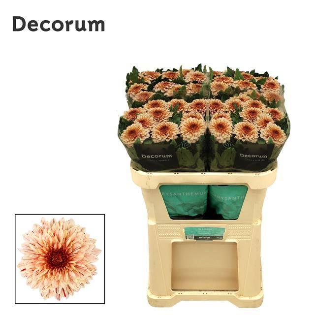 Срезанные цветы оптом Chrys bl pip salmon от 40шт из Голландии с доставкой по России