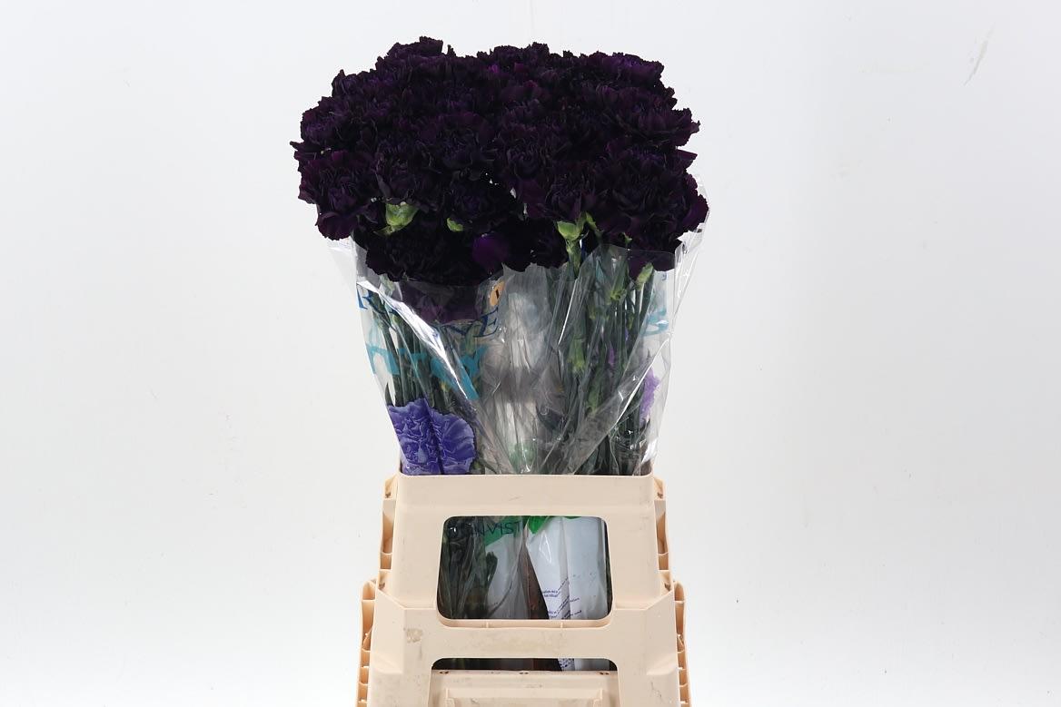 Срезанные цветы оптом Dianthus st florigene moonvista от 80шт из Голландии с доставкой по России