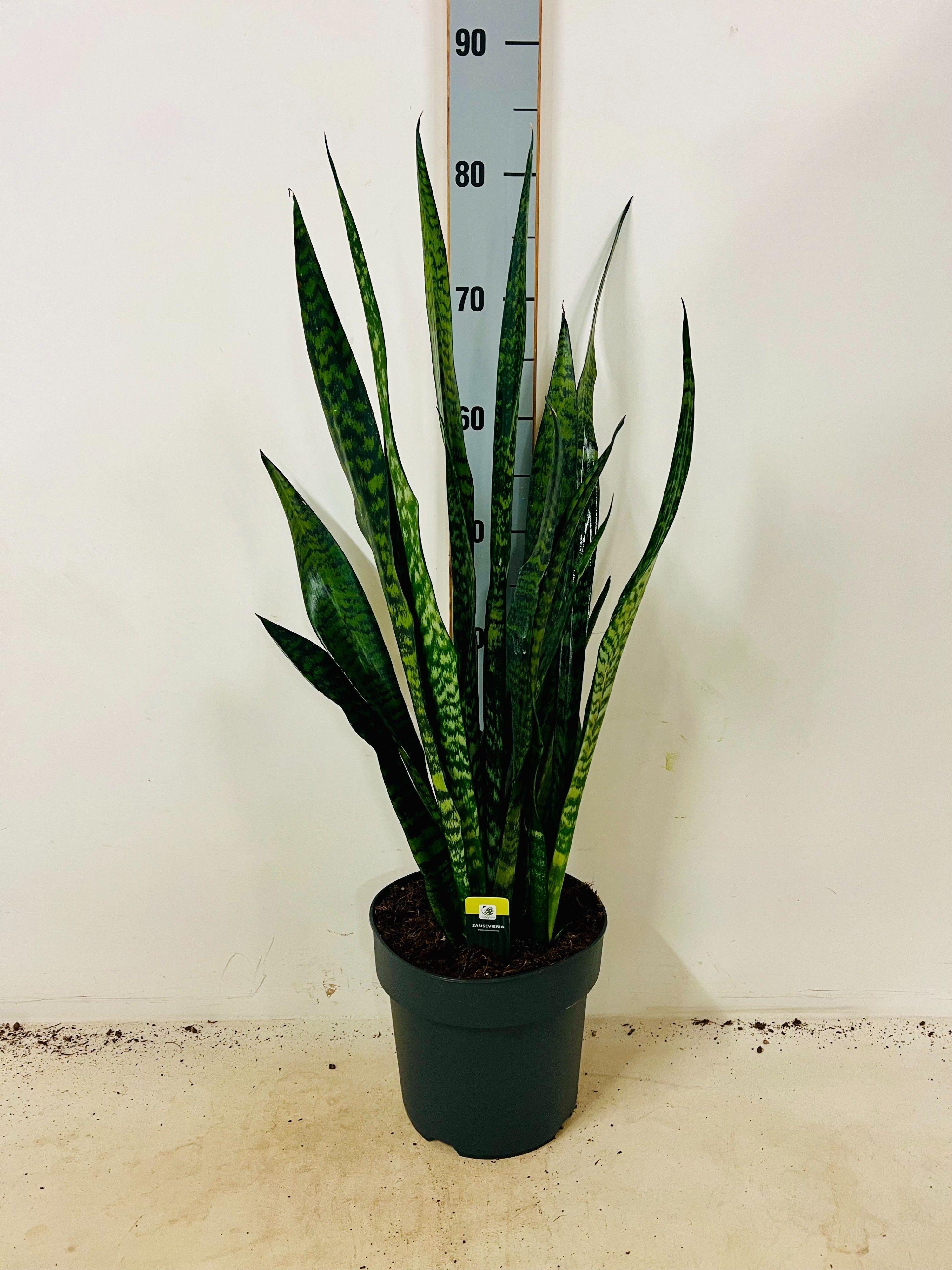 Горшечные цветы и растения оптом Sansev Zey Greenline от 1шт из Голландии с доставкой по России