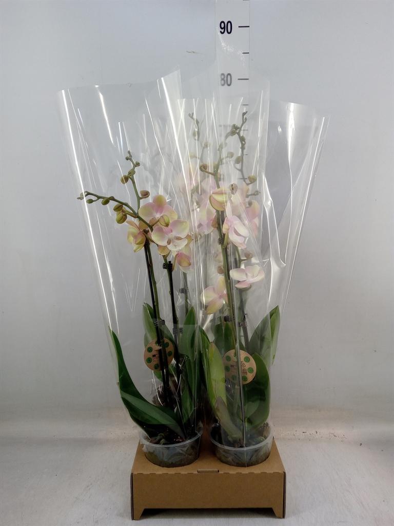 Горшечные цветы и растения оптом Phalaenopsis   ...orange от 4шт из Голландии с доставкой по России