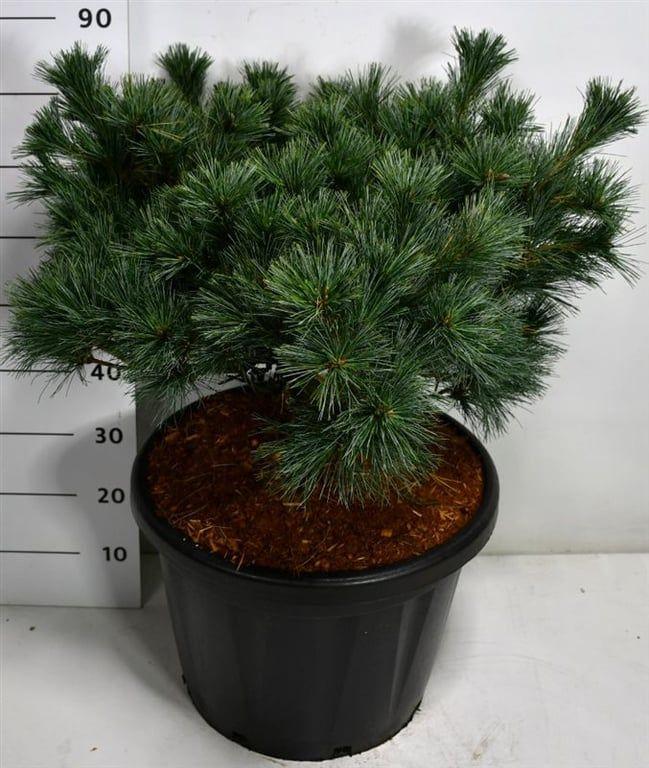 Горшечные цветы и растения оптом Pinus Strobus Krügers Lilliput от 1шт из Голландии с доставкой по России
