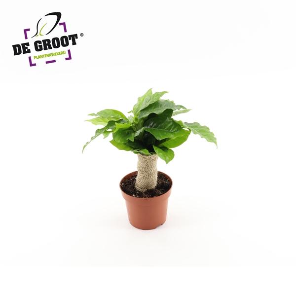Горшечные цветы и растения оптом Coffea Arabica Jute Stam от 10шт из Голландии с доставкой по России