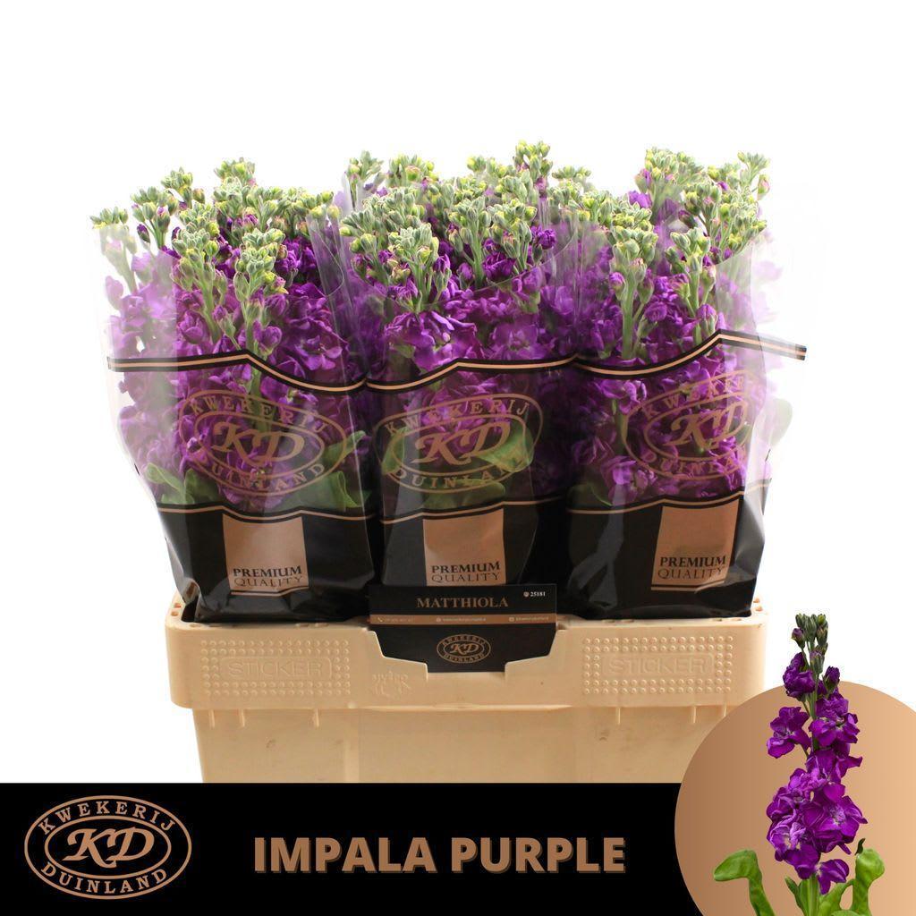 Срезанные цветы оптом Matthiola purple от 50шт из Голландии с доставкой по России