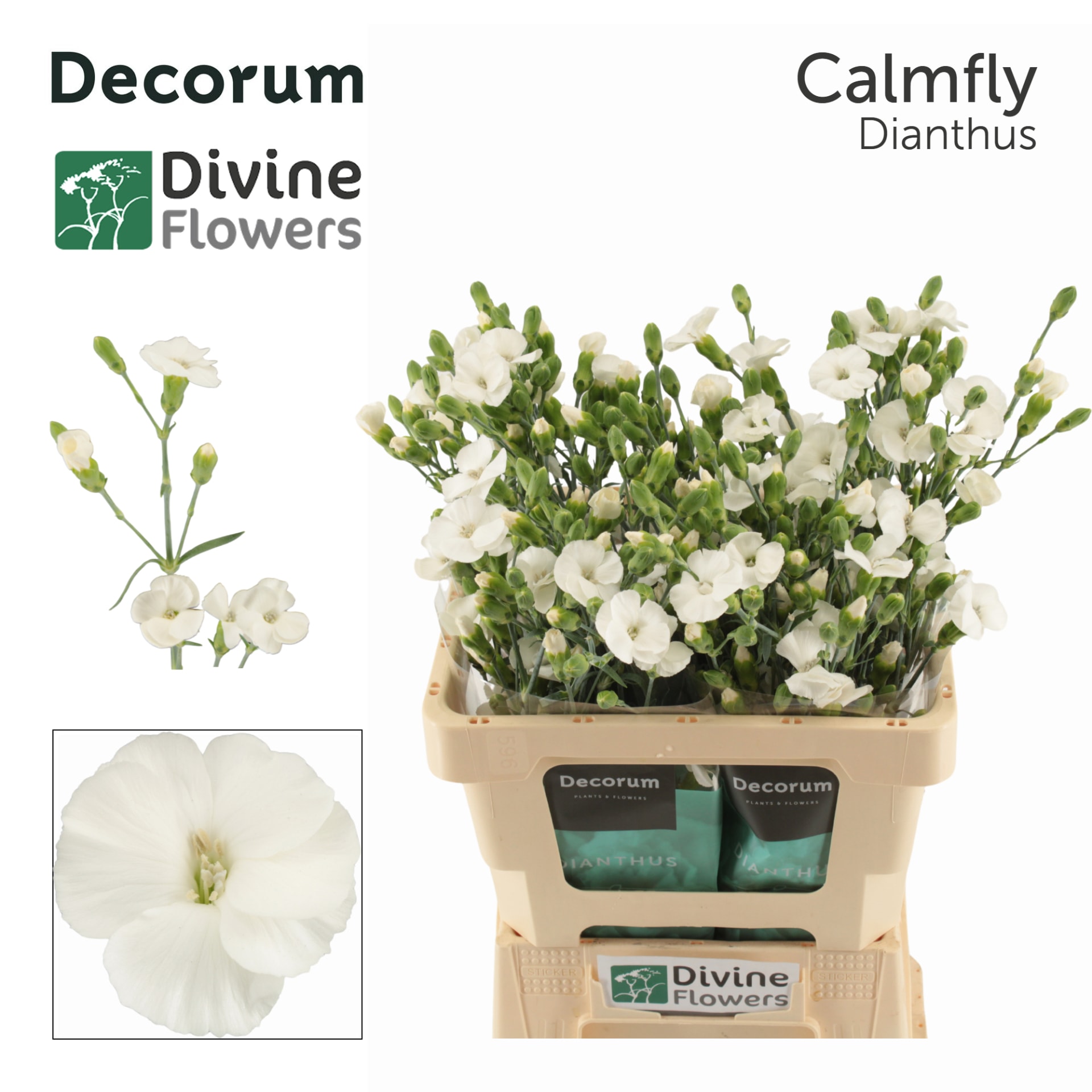 Срезанные цветы оптом Dianthus sp solandis calmfly от 60шт из Голландии с доставкой по России
