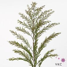 Срезанные цветы оптом Mimosa clair de lune от 10шт из Голландии с доставкой по России