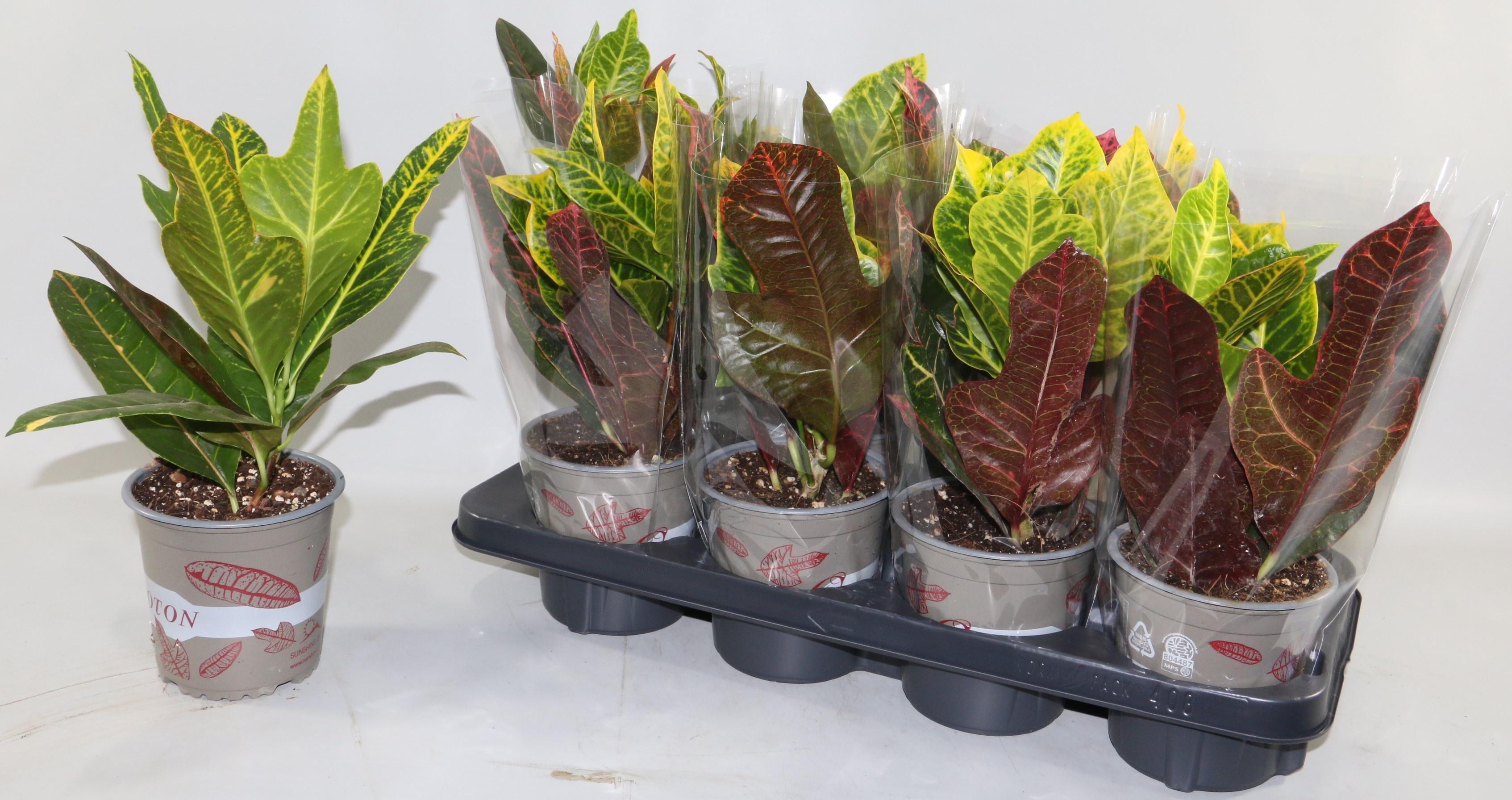 Горшечные цветы и растения оптом Cod Gr Excellent от 8шт из Голландии с доставкой по России