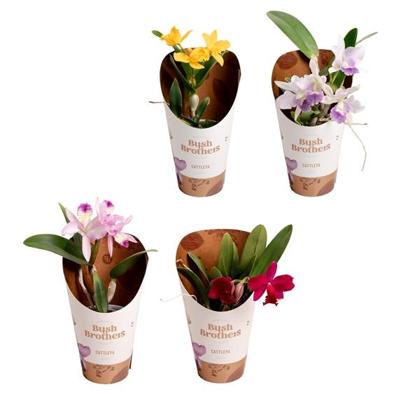 Горшечные цветы и растения оптом Cattleya Orange Small Flowering 3+ от 6шт из Голландии с доставкой по России