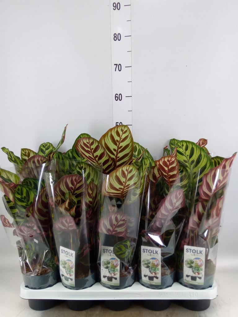 Горшечные цветы и растения оптом Calathea Makoyana от 10шт из Голландии с доставкой по России