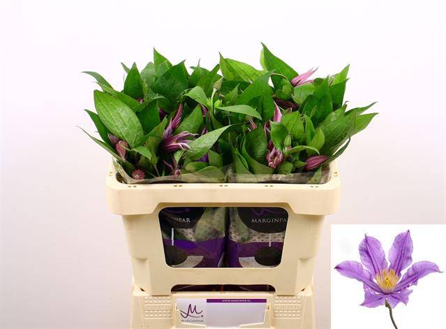 Срезанные цветы оптом Clematis amazing london от 60шт из Голландии с доставкой по России