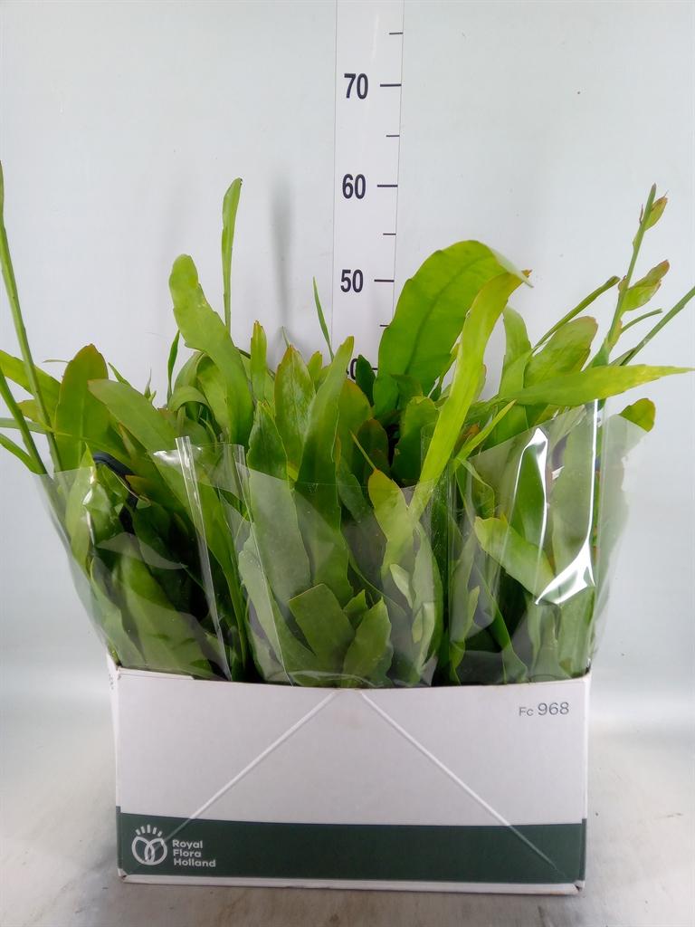 Горшечные цветы и растения оптом Epiphyllum   ... от 5шт из Голландии с доставкой по России