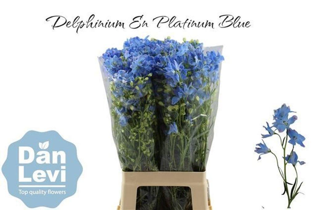 Срезанные цветы оптом Delphinium en morpho platinum blue от 40шт из Голландии с доставкой по России