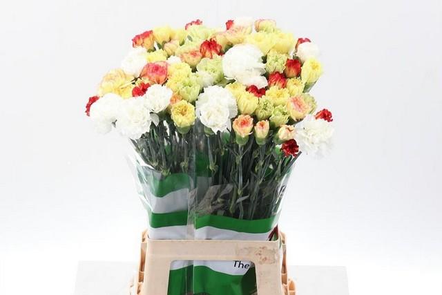 Срезанные цветы оптом Dianthus st mix rainbow yellow от 80шт из Голландии с доставкой по России