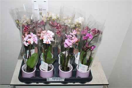 Горшечные цветы и растения оптом Phal Mini 2 Branches 14+ In Ceramic Pot от 12шт из Голландии с доставкой по России