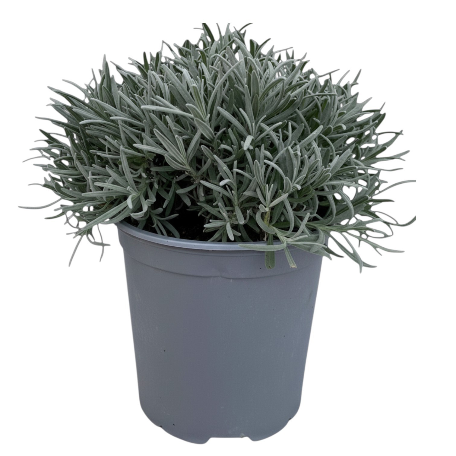Горшечные цветы и растения оптом Lavandula Angustifolia от 1шт из Голландии с доставкой по России