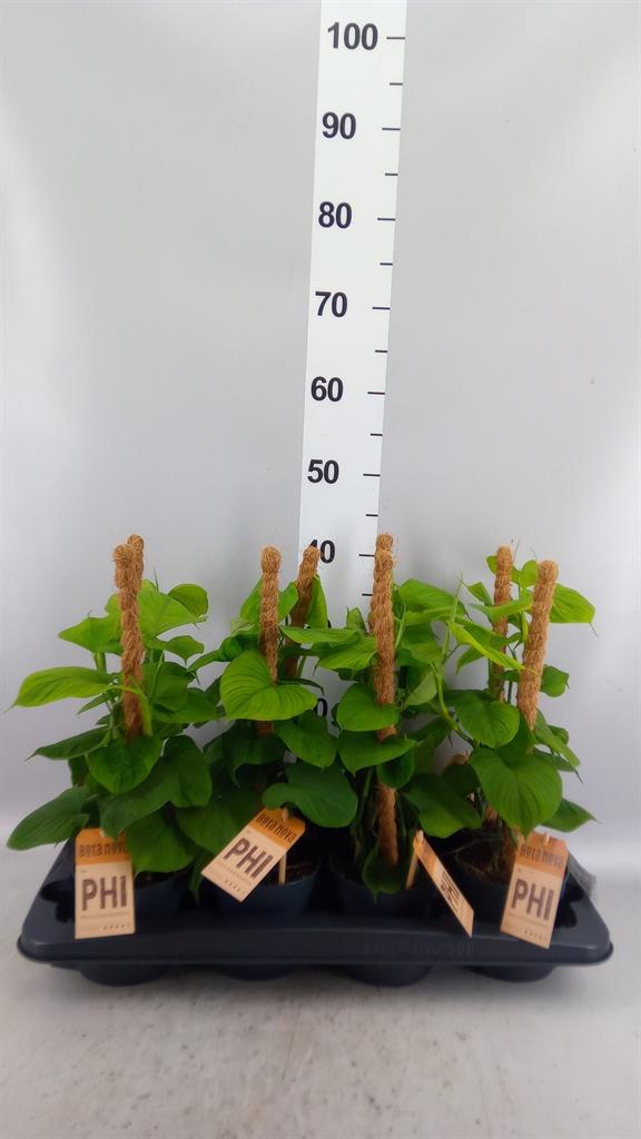 Горшечные цветы и растения оптом Philodendron ... от 8шт из Голландии с доставкой по России