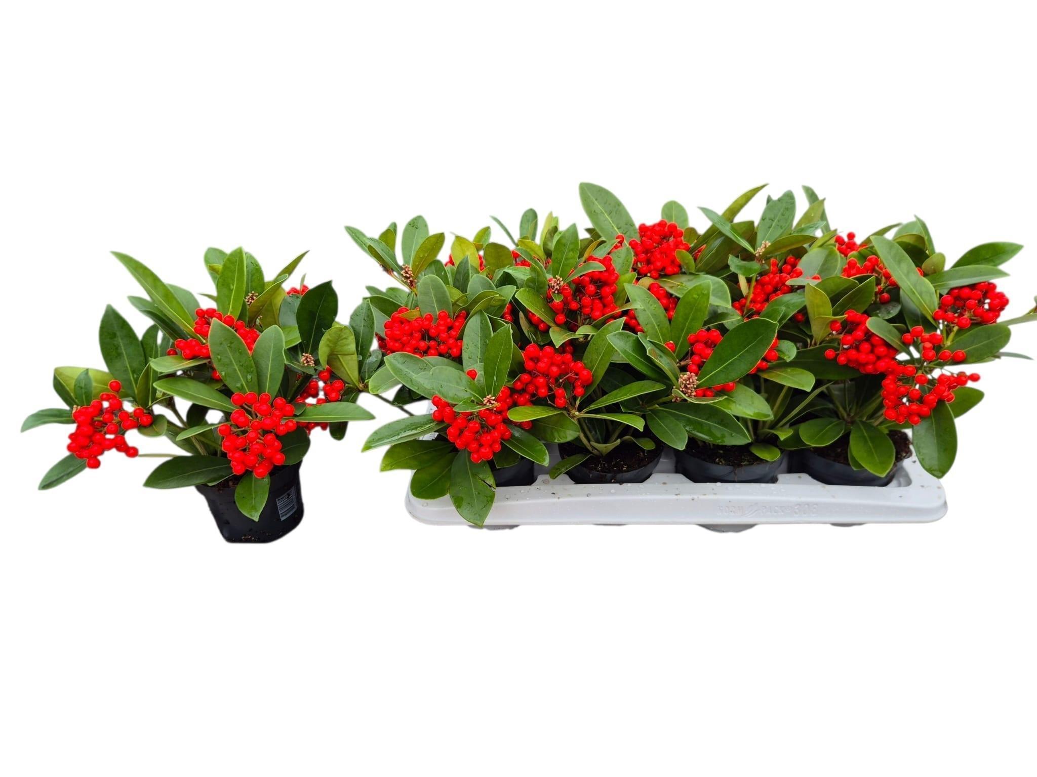 Горшечные цветы и растения оптом Skim Ja Oberries Red P12 от 8шт из Голландии с доставкой по России