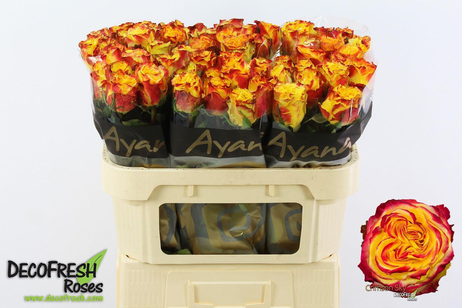 Срезанные цветы оптом Rosa large crimson sky+ от 60шт из Голландии с доставкой по России