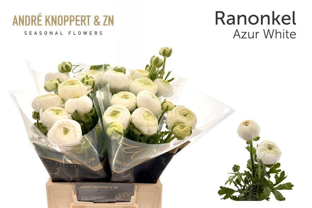 Срезанные цветы оптом Ranunculus aazur white от 40шт из Голландии с доставкой по России