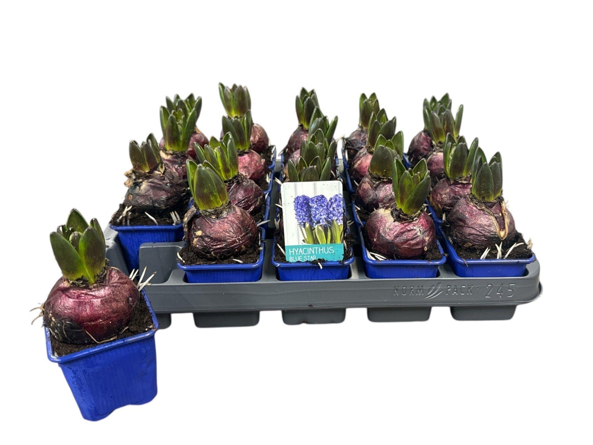 Горшечные цветы и растения оптом Hyacin Blue Star от 20шт (для телеги) из Голландии с доставкой по России