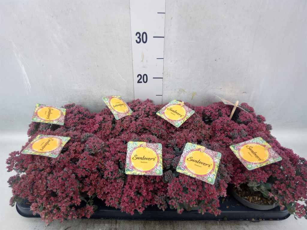 Горшечные цветы и растения оптом Sedum   ... от 8шт из Голландии с доставкой по России