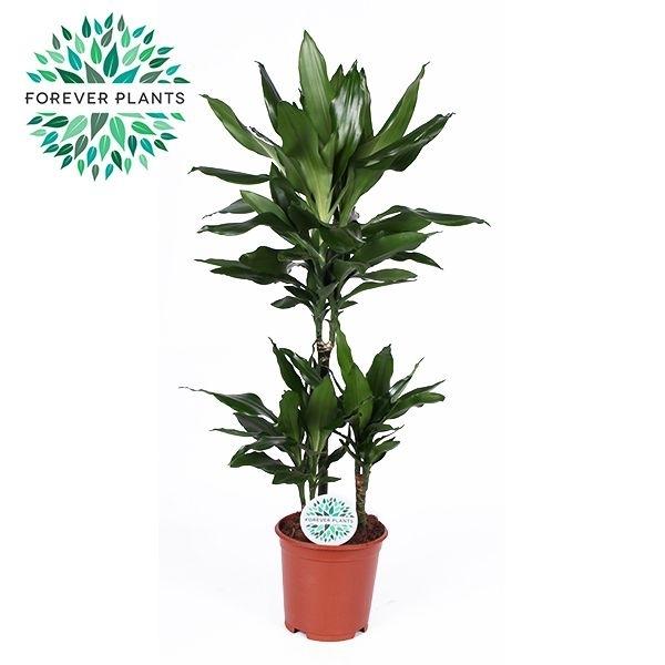 Горшечные цветы и растения оптом Drac Janet Lind 45-15-10 от 1шт из Голландии с доставкой по России