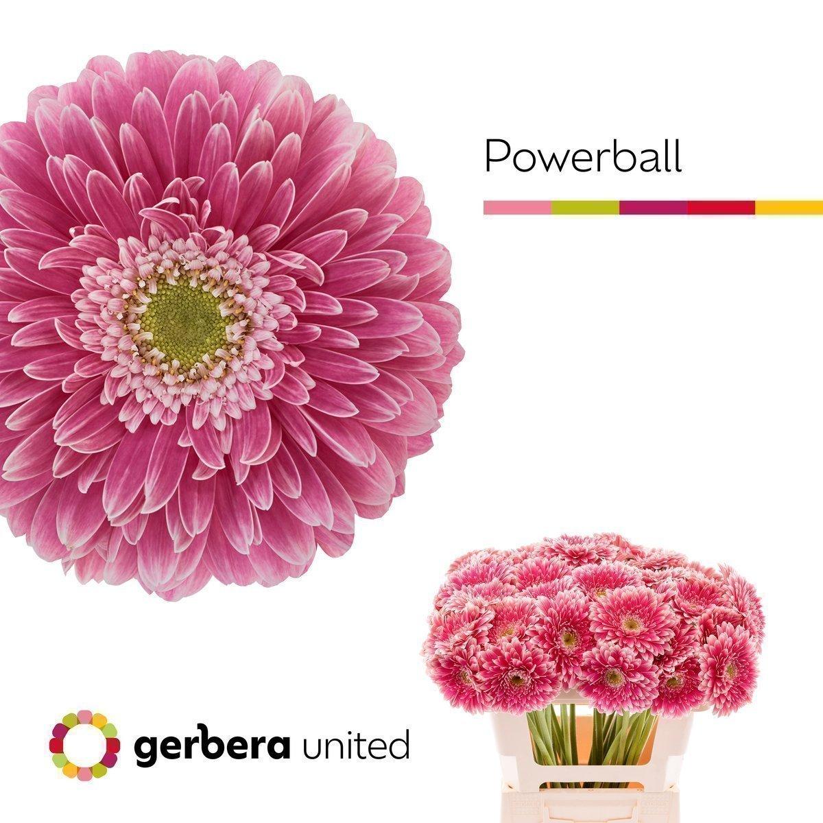 Срезанные цветы оптом Gerbera gerponi power ball от 40шт из Голландии с доставкой по России