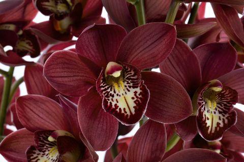 Срезанные цветы оптом Cymbidium red cherry-o от 6шт из Голландии с доставкой по России