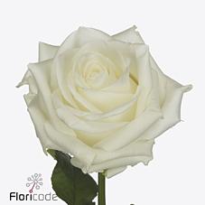 Срезанные цветы оптом Rosa large noelia от 30шт из Голландии с доставкой по России