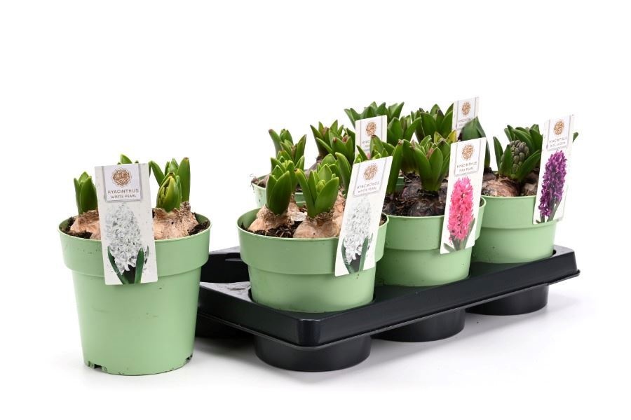 Горшечные цветы и растения оптом Hyacin Mixk 3 Kl от 6шт из Голландии с доставкой по России