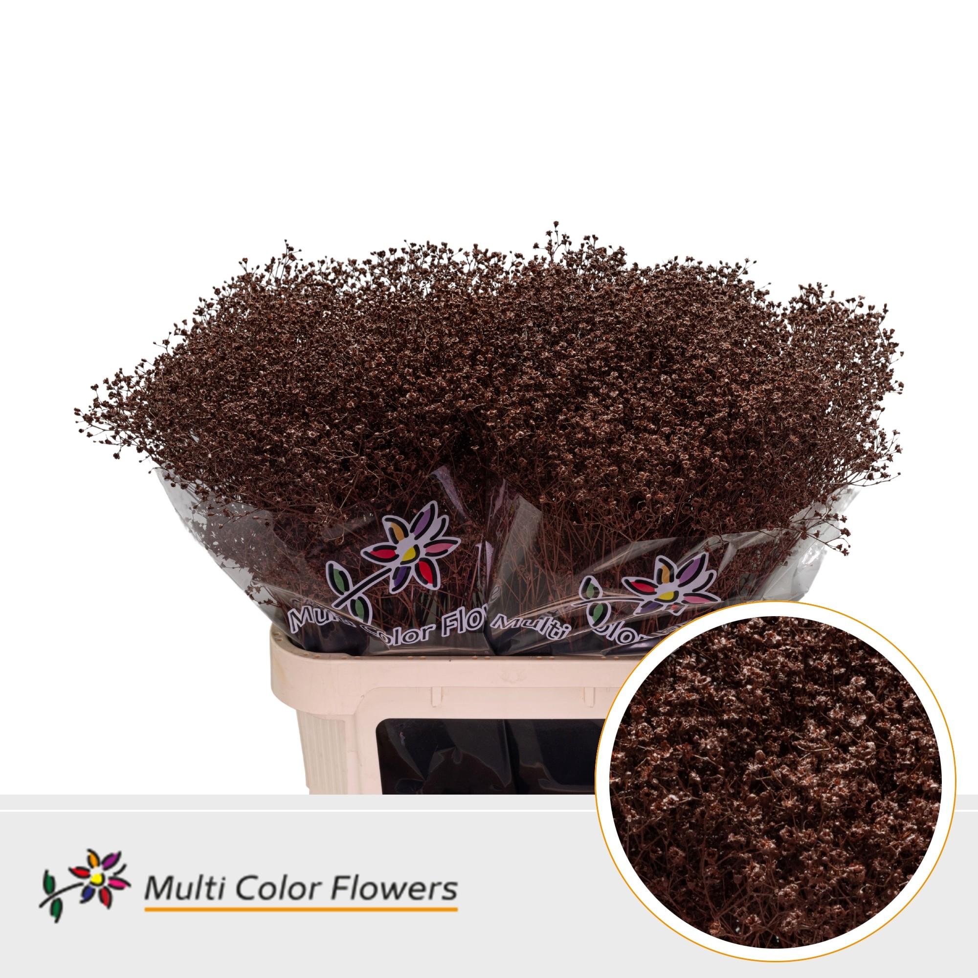 Срезанные цветы оптом Gyps fine paint brown от 50шт из Голландии с доставкой по России