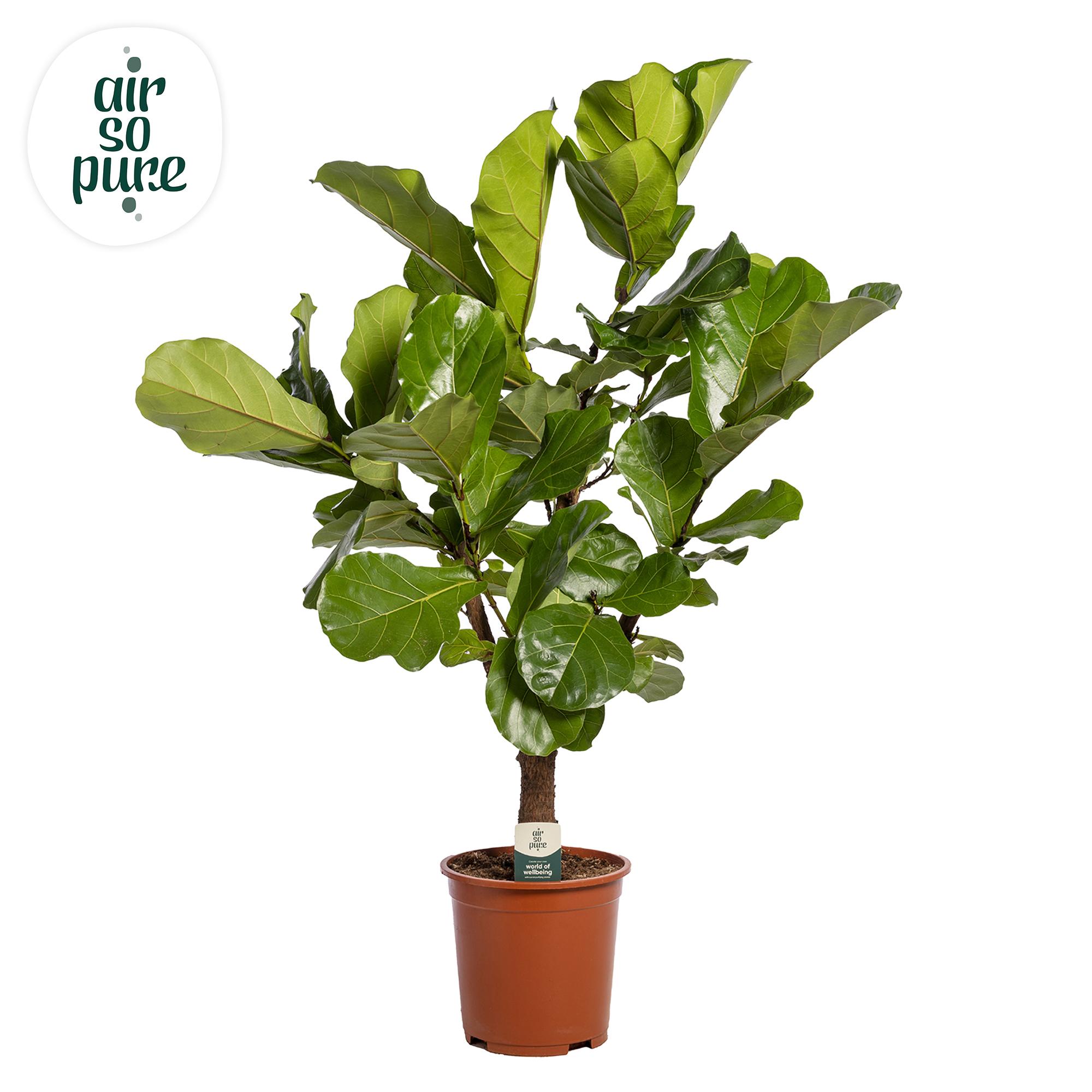 Горшечные цветы и растения оптом Ficus Lyrata Branched от 1шт из Голландии с доставкой по России