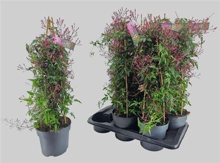 Горшечные цветы и растения оптом Jasm Polyanthum Rz 600+ P17 от 6шт из Голландии с доставкой по России