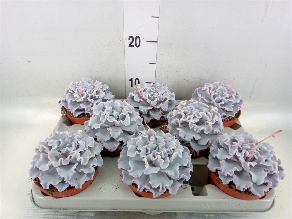 Горшечные цветы и растения оптом Echeveria   ... от 8шт' из Голландии с доставкой по России
