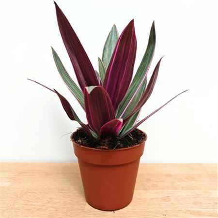 Горшечные цветы и растения оптом Tradescantia Spathacea Sitara от 18шт из Голландии с доставкой по России