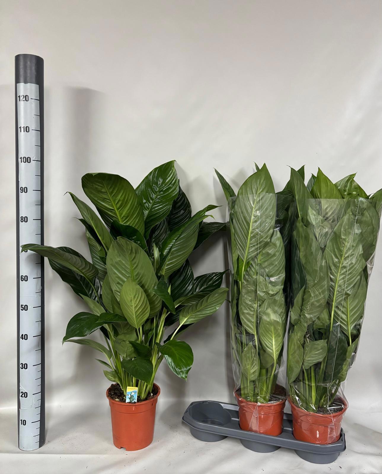 Горшечные цветы и растения оптом Spath Sweet Isabella от 3шт из Голландии с доставкой по России