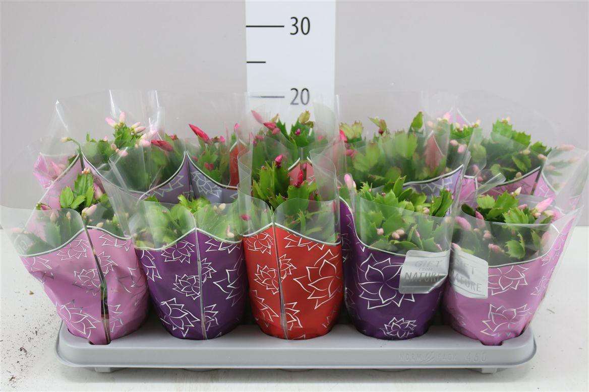 Горшечные цветы и растения оптом Schlumbergera Flame Gemengd от 10шт из Голландии с доставкой по России