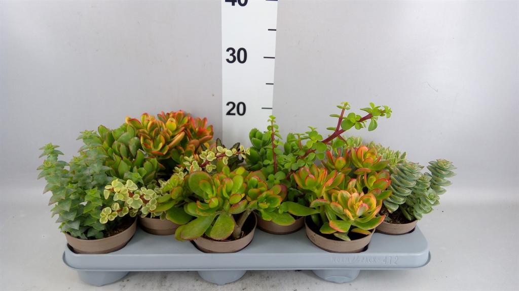 Горшечные цветы и растения оптом Crassula ...mix от 12шт из Голландии с доставкой по России