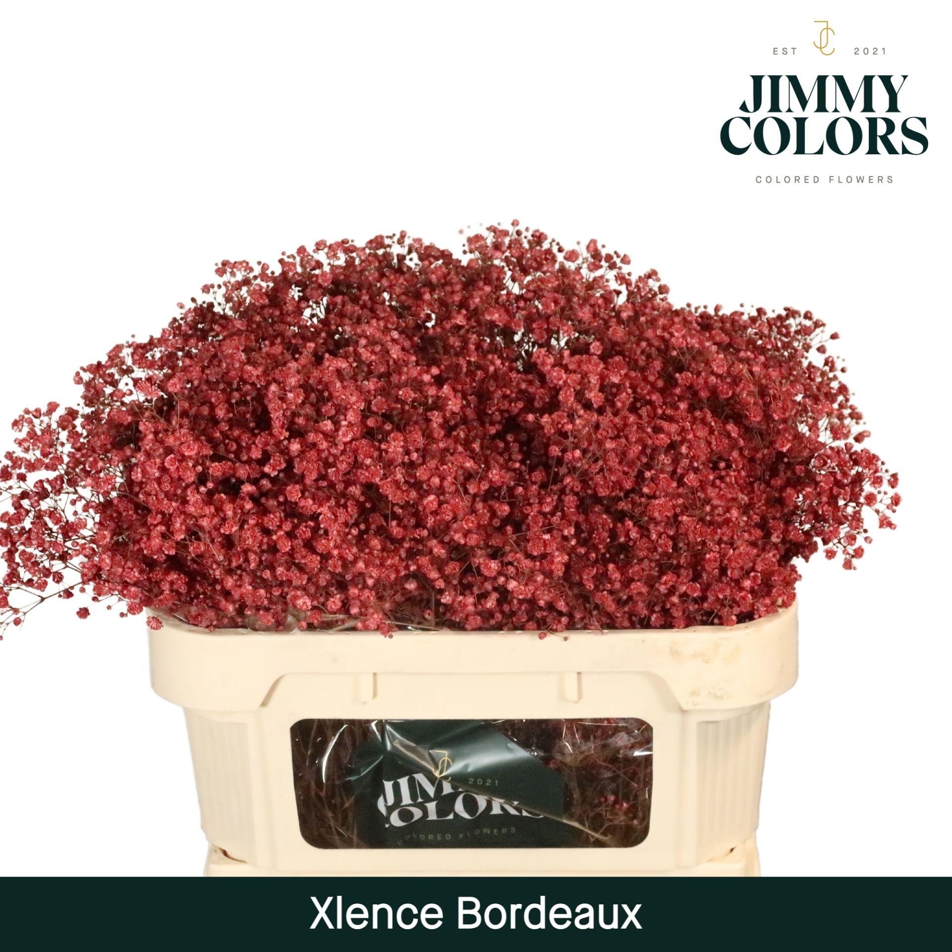 Срезанные цветы оптом Gyps large paint bordeaux от 75шт из Голландии с доставкой по России