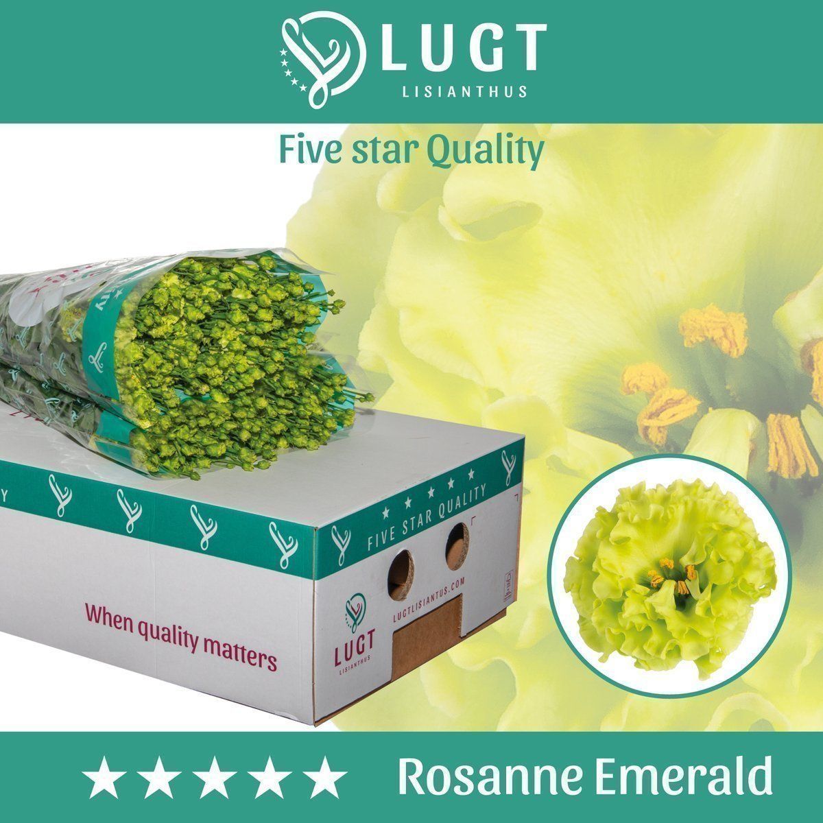 Срезанные цветы оптом Lisianthus do rosanne emerald от 60шт. из Голландии с доставкой по России