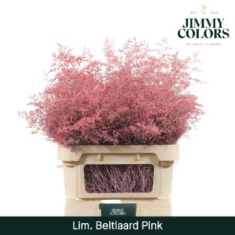 Срезанные цветы оптом Limonium beltlaard paint pink от 25шт из Голландии с доставкой по России
