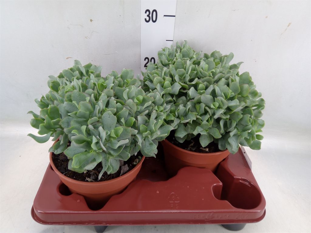 Горшечные цветы и растения оптом Crassula Arborescens Subsp. Undilat от 2шт из Голландии с доставкой по России