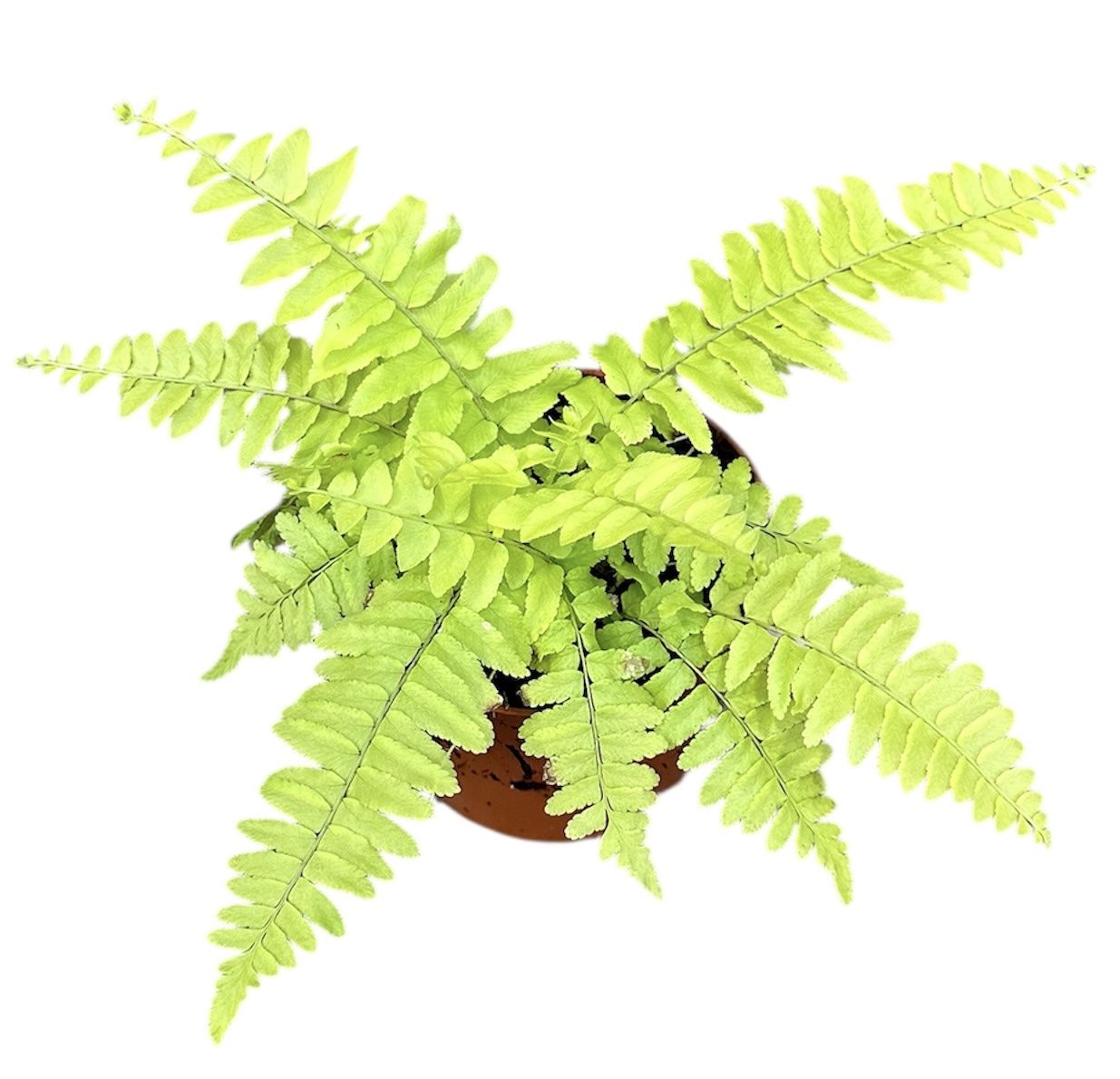 Горшечные цветы и растения оптом Nephrolepis Exaltata Variegated от 1шт из Голландии с доставкой по России