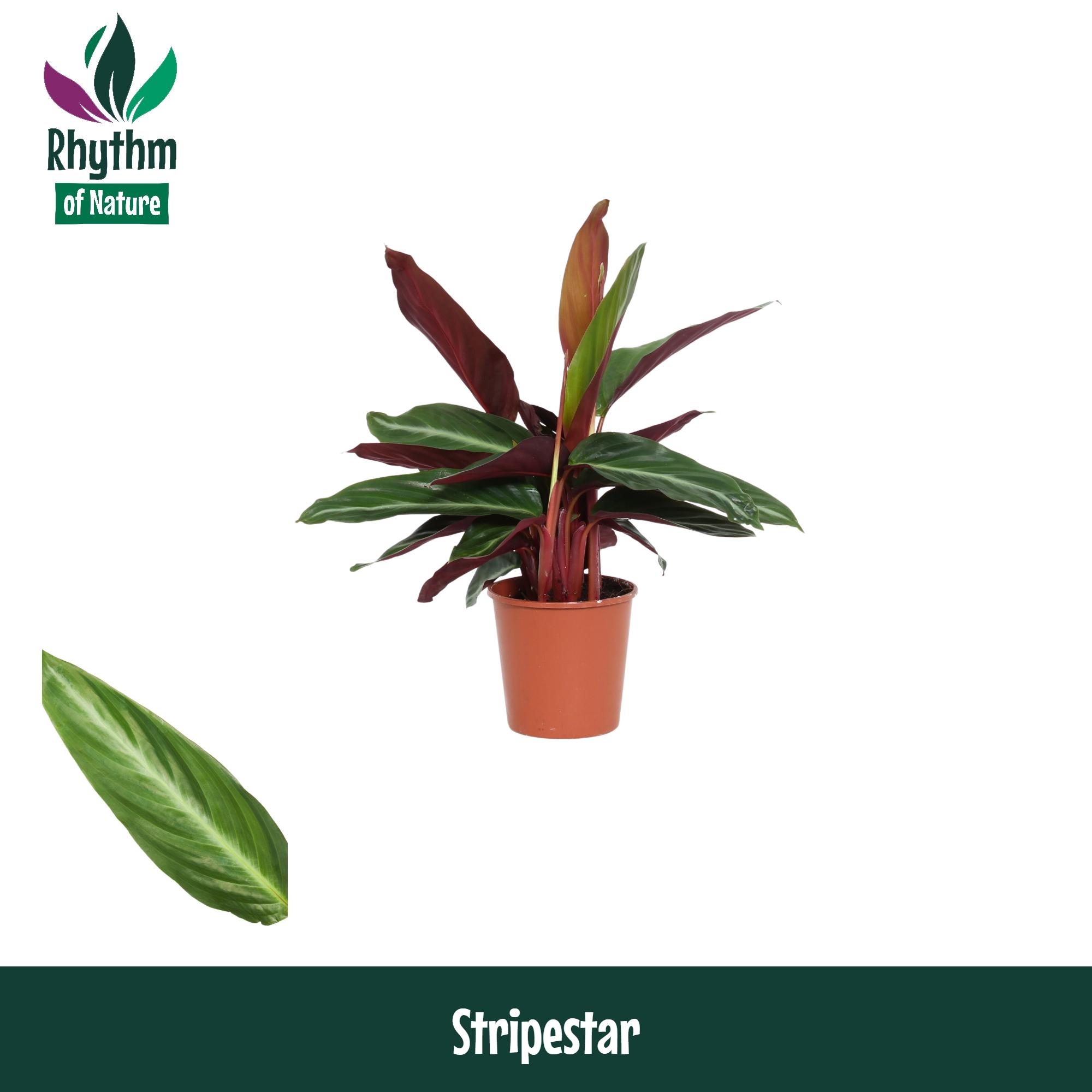 Горшечные цветы и растения оптом Calathea Stripestar Rhythm Of Nature от 10шт из Голландии с доставкой по России