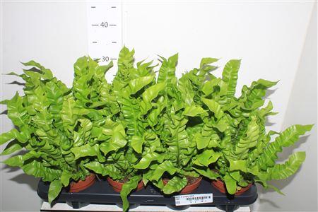 Горшечные цветы и растения оптом Asplenium Crispy Wave от 8шт из Голландии с доставкой по России