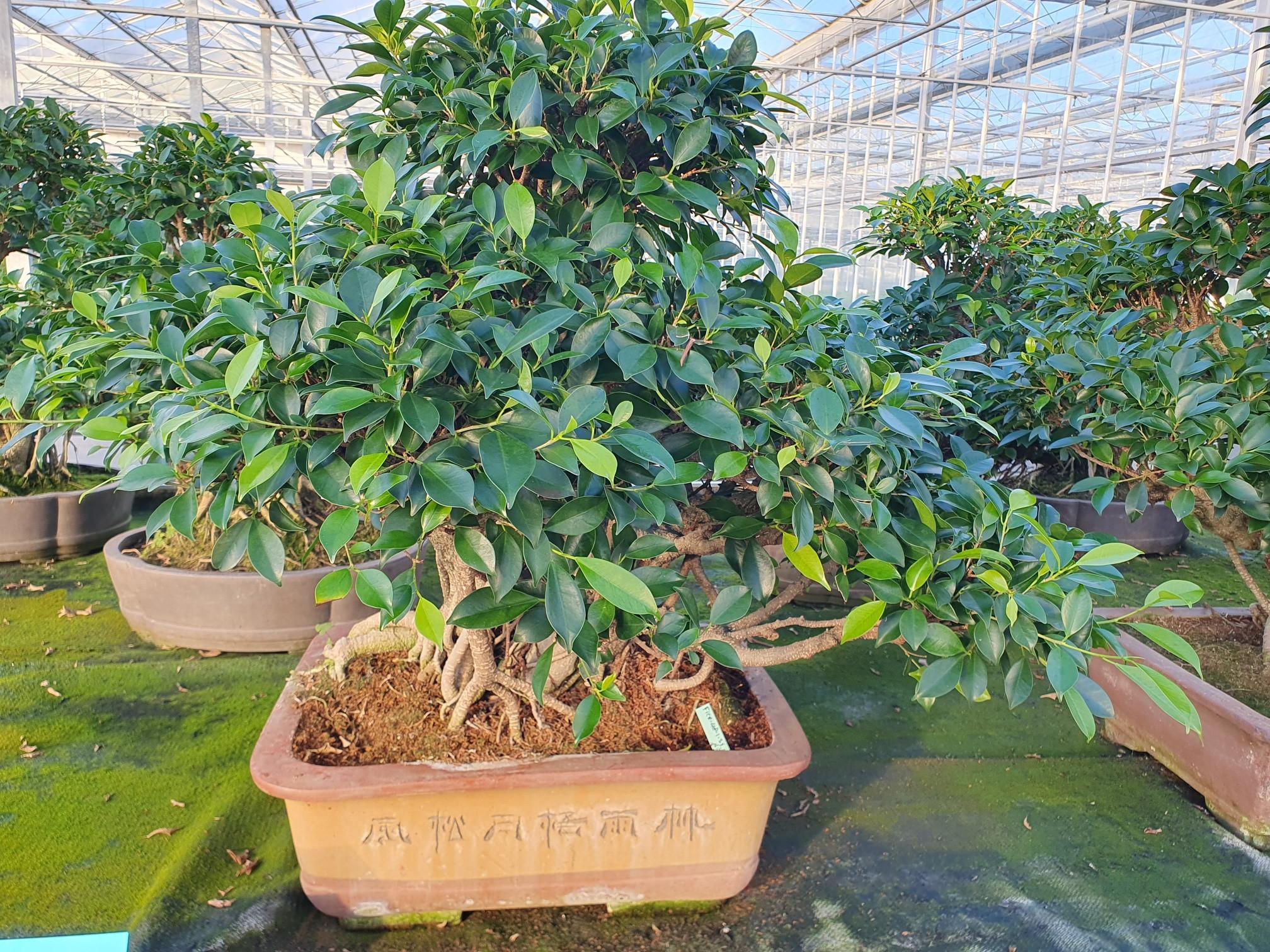 Горшечные цветы и растения оптом Ficus Retusa, от 1шт из Голландии с доставкой по России