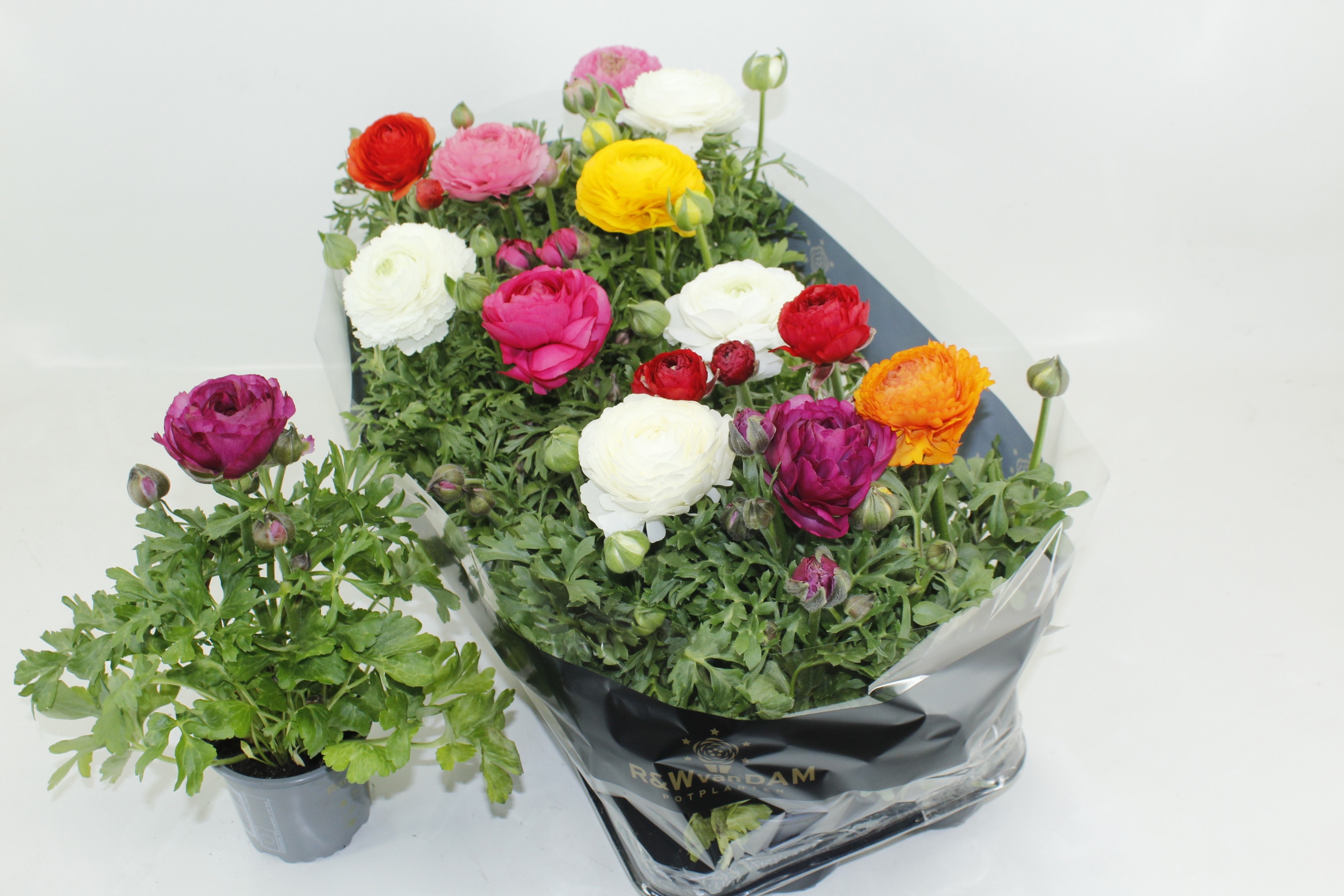 Горшечные цветы и растения оптом Ranun Ov от 12шт из Голландии с доставкой по России