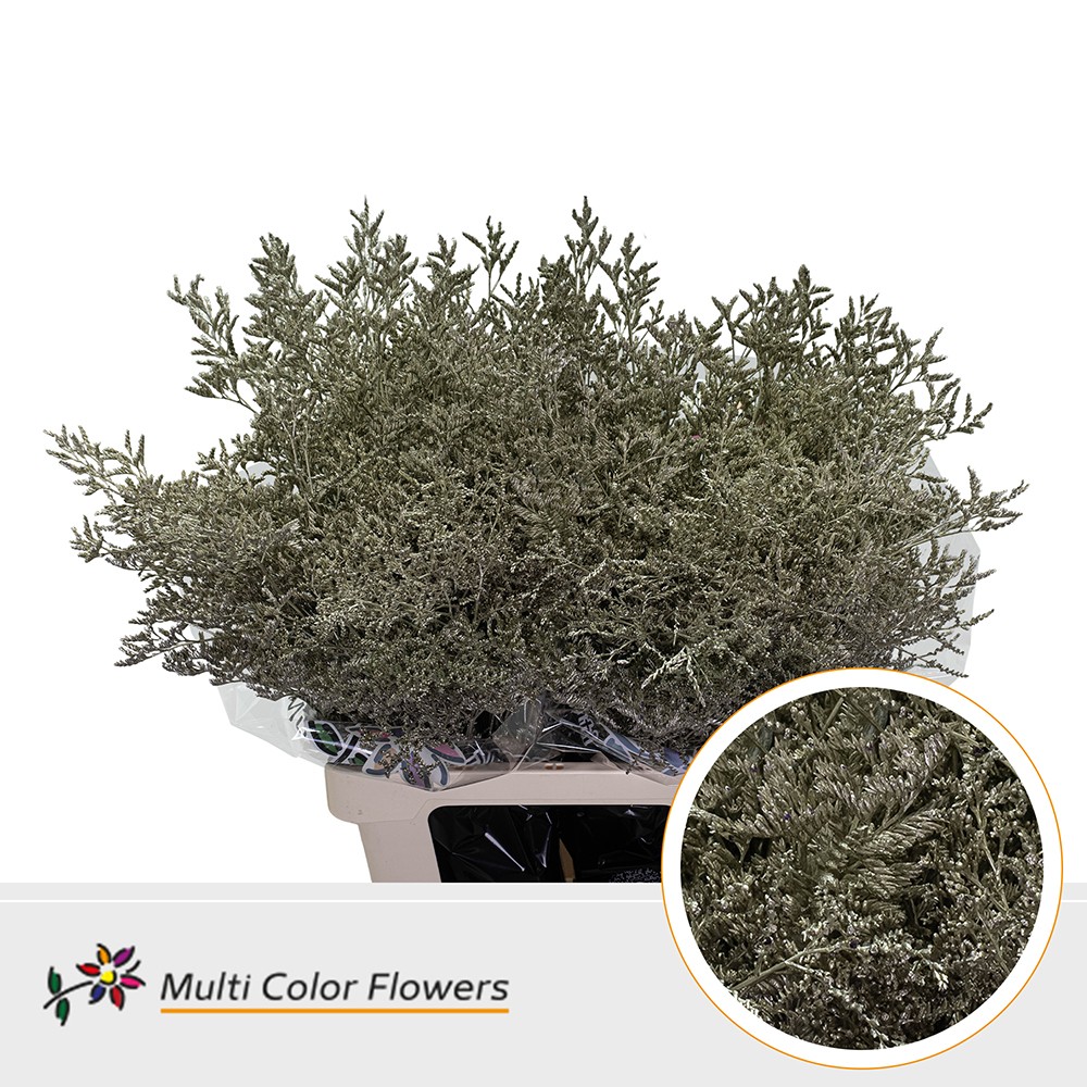 Срезанные цветы оптом Limonium paint platinum от 50шт. из Голландии с доставкой по России