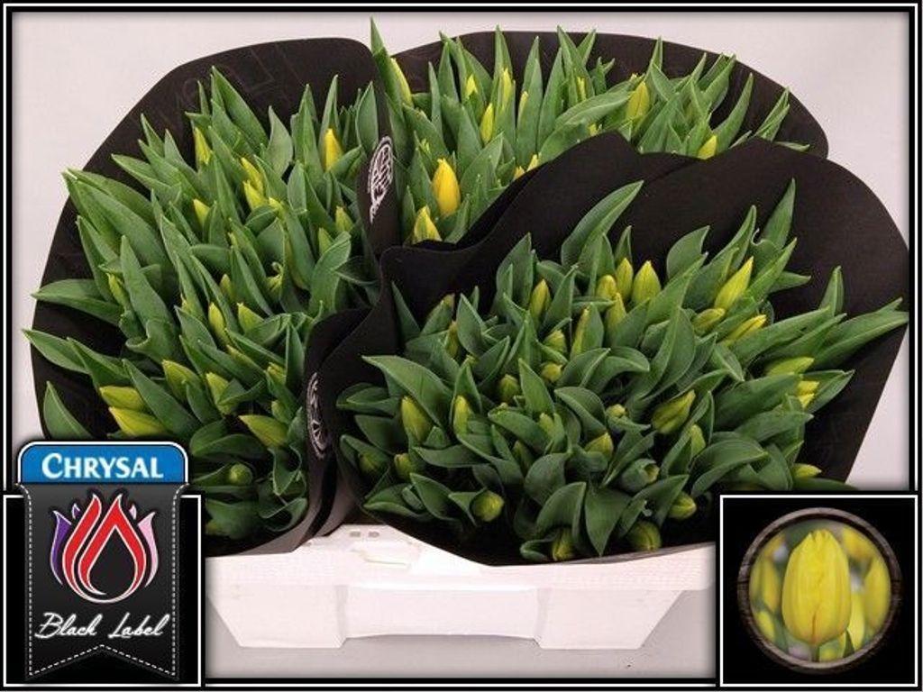 Срезанные цветы оптом Tulipa si strong gold от 150шт из Голландии с доставкой по России